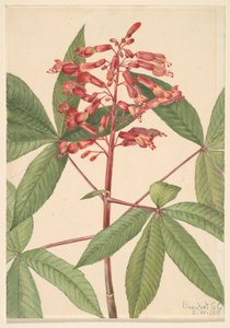 Pawia Czerwonego Buckeye Aesculus, 1918. autorstwa Mary Vaux Walcott