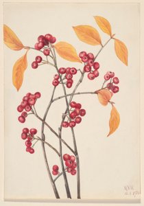 Aronia czerwona (Aronia arbutifolia) autorstwa Mary Vaux Walcott