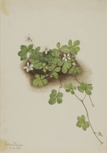 Jeżyna popielica (Rubus pedatus) autorstwa Mary Vaux Walcott