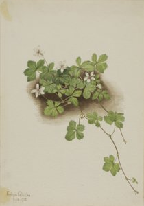 Red Dewberry Rubus pedatus, 1918. autorstwa Mary Vaux Walcott