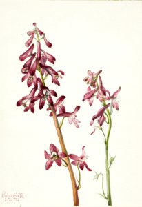 Ostróżka czerwona (Delphinium nudicale) autorstwa Mary Vaux Walcott