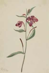 Wierzbownica czerwona (Epilobium latifolium) autorstwa Mary Vaux Walcott