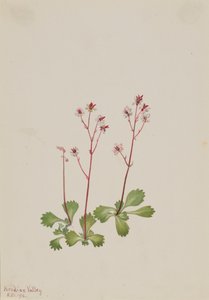 Skalnica czerwonopnia Saxifraga lyallii, 1916. autorstwa Mary Vaux Walcott