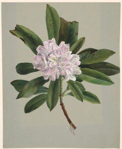 Różanecznik (Rhododendron maximum) autorstwa Mary Vaux Walcott