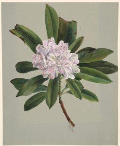 Rhododendron Rhododendron maksimum, 1880. autorstwa Mary Vaux Walcott