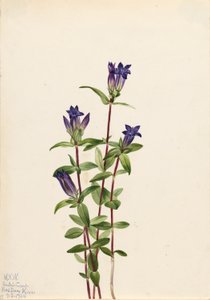 Goryczka wąskolistna (Gentiana affinis) autorstwa Mary Vaux Walcott