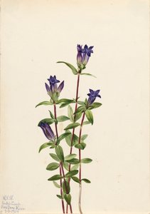Riverbank Gentian Gentiana affinis, 1924. autorstwa Mary Vaux Walcott
