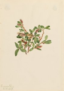 Wierzba skalna (Salix petrophila) autorstwa Mary Vaux Walcott