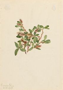 Rock Willow Salix pettrophila, 1917. autorstwa Mary Vaux Walcott