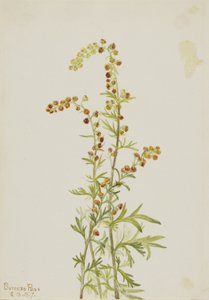 Piołun skalny (Artemisia discolor) autorstwa Mary Vaux Walcott