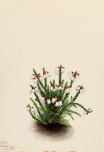 Kasjopeja górska (Cassiope mertensiana) autorstwa Mary Vaux Walcott