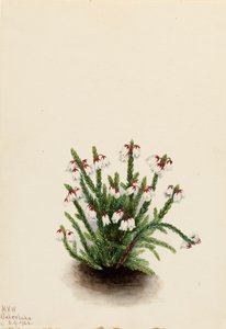 Skalista Góra Cassiope Cassiope mertensiana, 1924. autorstwa Mary Vaux Walcott