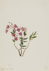 Kalmia górska (Kalmia microphylla) autorstwa Mary Vaux Walcott