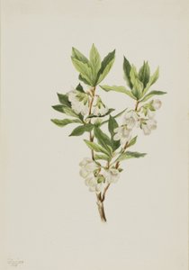 Różanecznik górski (Rhododendron albiflorum) autorstwa Mary Vaux Walcott