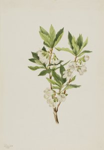 Rhododendron Gór Skalistych Rhododendron albiflorum, 1901. autorstwa Mary Vaux Walcott