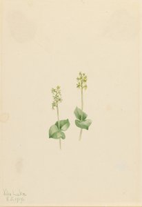 Ophrys necrophylla) autorstwa Mary Vaux Walcott