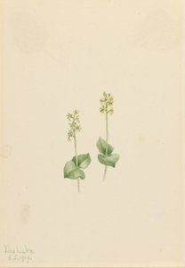 Nekrofila z Gór Skalistych Twayblade Ophrys, 1919. autorstwa Mary Vaux Walcott