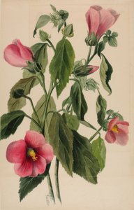 Goryczka różowa (Sabbatia angularis) autorstwa Mary Vaux Walcott