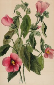 Różana sobota róg goryczki, 1880.