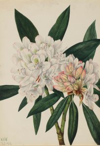 Różanecznik Rosebay (Rhododendron maximum) autorstwa Mary Vaux Walcott