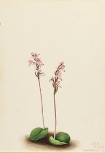 Storczyk okrągłolistny (Orchis rotundifolia) autorstwa Mary Vaux Walcott