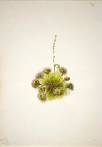 Rosiczka okrągłolistna (Drosera rotundifolia) autorstwa Mary Vaux Walcott