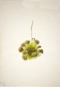 Rosiczka okrągłolistna Drosera rotundifolia, 1933. autorstwa Mary Vaux Walcott