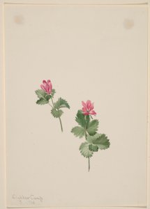 Rubus articus autorstwa Mary Vaux Walcott