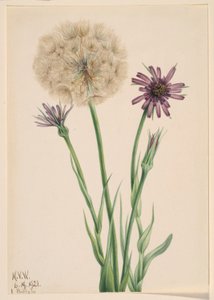 Salsefia (Tragopogon porrifolius) autorstwa Mary Vaux Walcott