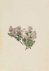 Mirt piaskowy (Leiophyllum lyoni) autorstwa Mary Vaux Walcott