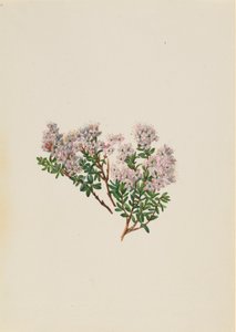 Mirt piaskowy Leiophyllum lyoni, ca. Lata 30. XX wieku. autorstwa Mary Vaux Walcott