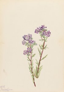 Facelia piaskowa (Phacelia linearis) autorstwa Mary Vaux Walcott