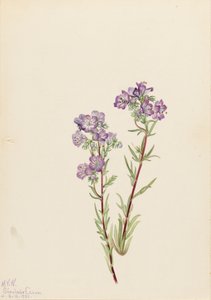 Facelia piaskowa Phacelia linearis, 1923. autorstwa Mary Vaux Walcott