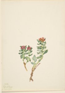Sanifoiga adscendeus autorstwa Mary Vaux Walcott