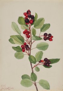 Saskatoon (Amelanchier alnifolia) autorstwa Mary Vaux Walcott