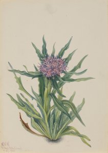 Saussurea (Saussurea densa) autorstwa Mary Vaux Walcott