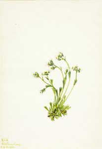 Skalnica (Saxifraga caespitosa) autorstwa Mary Vaux Walcott