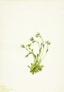 Skalnica Saxifraga caespitosa, 1924. autorstwa Mary Vaux Walcott