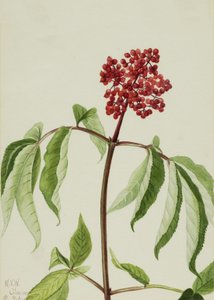 Scarlet Elder Sambucus pubens, 1922. autorstwa Mary Vaux Walcott