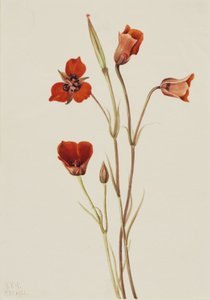 Mariposa szkarłatna (Calochortus kennedyi) autorstwa Mary Vaux Walcott