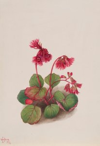 Schizocodon soldanelloides autorstwa Mary Vaux Walcott