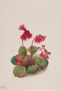 Schizocodon soldanelloides, 1936. autorstwa Mary Vaux Walcott