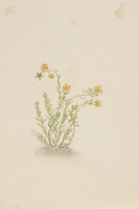 Sedum stenopetalum autorstwa Mary Vaux Walcott
