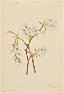 Amelianchier podłużny (Amelianchier oblongifolia) autorstwa Mary Vaux Walcott