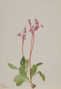 Spadająca gwiazda (Dodecatheon hendersonii) autorstwa Mary Vaux Walcott