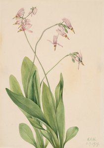 Media o spadającej gwieździe Dodecatheon, 1919. autorstwa Mary Vaux Walcott