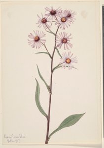 Aster efektowny (Aster conspicuus) autorstwa Mary Vaux Walcott