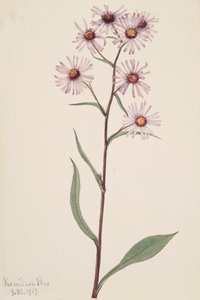 Aster efektowny Aster efektowny, 1917. autorstwa Mary Vaux Walcott