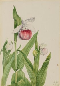 Cyprysik nutkajski (Cypripedium reginae) autorstwa Mary Vaux Walcott