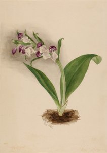 Efektowne storczyki Orchis spectabilis, 1885. autorstwa Mary Vaux Walcott